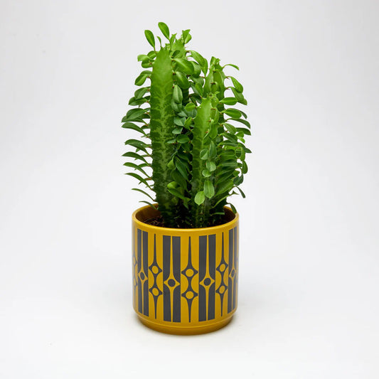 Magpie x Hornsea Planty Geo Chartreuse Medium
