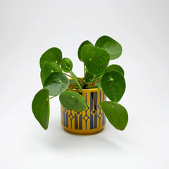 Magpie x Hornsea Planty Geo Chartreuse Medium